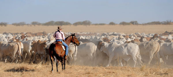 Jillaroo on horseback counting cattle, Queensland
