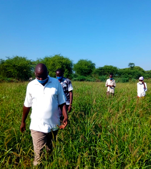 Mr Sampaaka and other farming group members inspect the grasslands for seed harvest