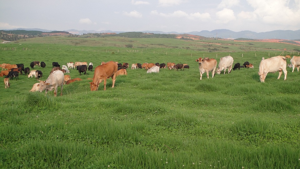 A herd of cattle are grazing in a lush green pasture.