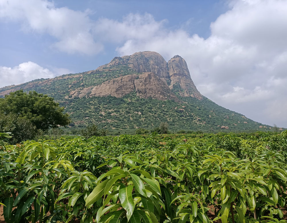 Photo of Orchard of mangoes under a tall mountain. 