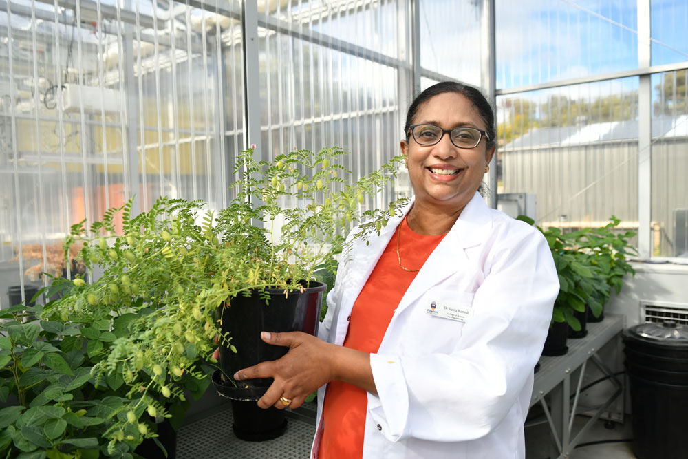 Woman in a lab coat holding chickpea plant in a greenhouse.