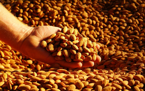 Hand with almonds