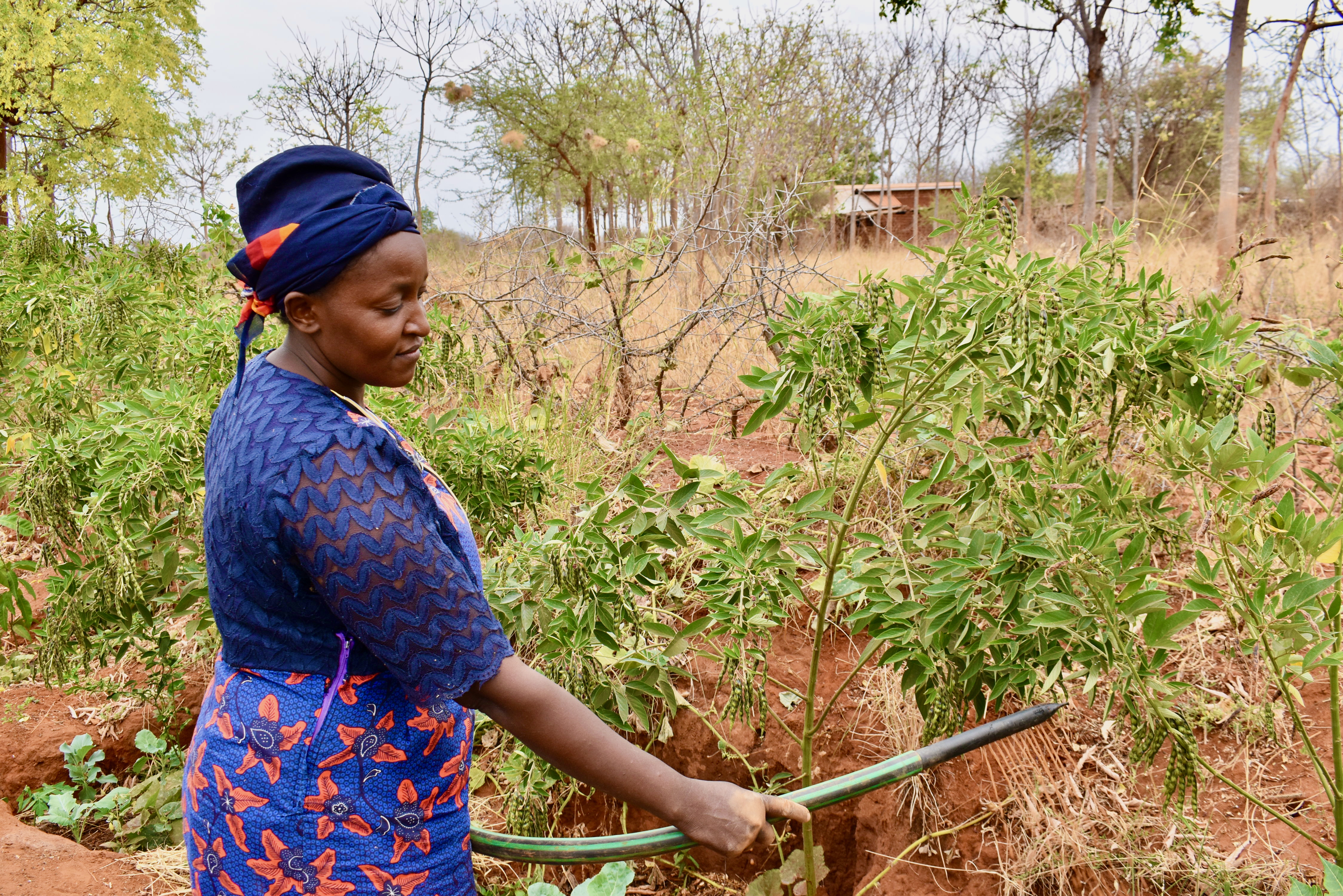 A female in traditional Kenyan attire watering a crop of plants.