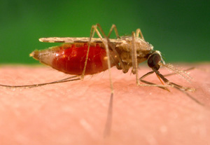 Close up photo of the mosquito Anopheles minimus