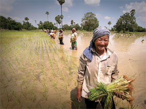 Photo of Women working in rice paddies