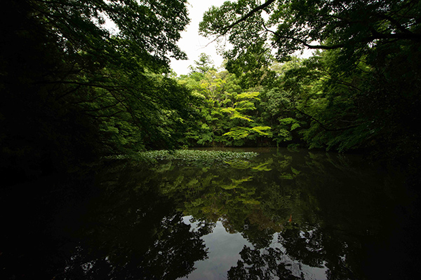 Shinto Shrine Forest Japan