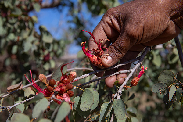 A hand picking flowers off a branch