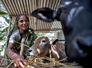 A Bangladeshi woman feeding cows