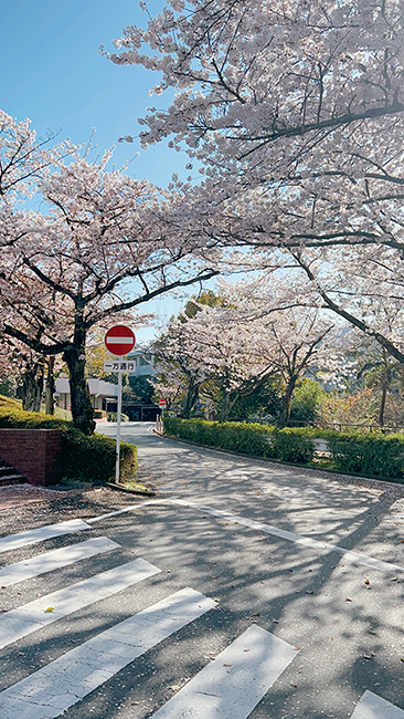 Cherry blossoms outside of Beatrice's dorm