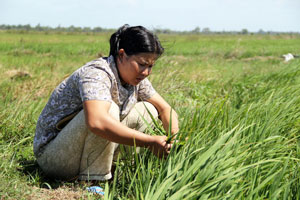 Rice farmer Um Chanthy works in her field