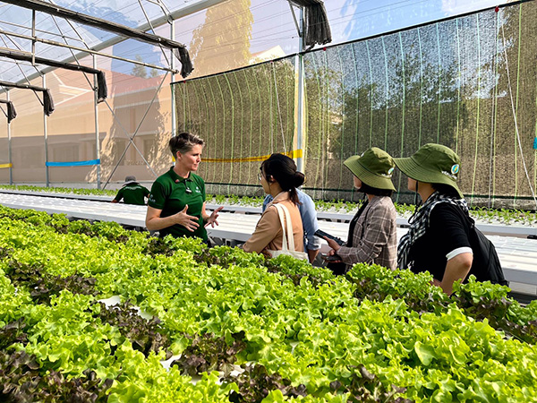 Photograph of a guided tour inside a greenhouse hydroponic farm, highlighting sustainable lettuce cultivation. Four visitors examine rows of bright green leafy crops while a guide explains growing methods, with overhead irrigation structures, shade screens, and urban buildings visible behind them.