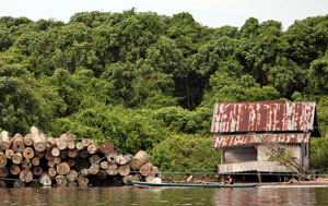 Local villagers float past a pile of illegally logged tress in Central Kalimantan, Indonesia