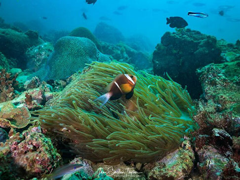 clownfish and anemone at a coral reef
