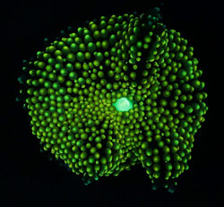 Image of coral.