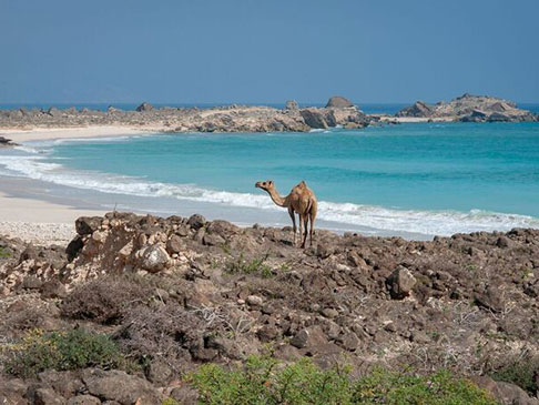 Camel at a beach