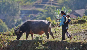  A farmer with her child on her back tending to a water buffalo.