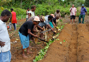 Group of people tending to crops
