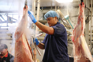 Man washing animal carcass