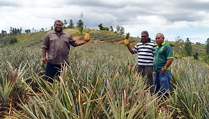 Three men in a pineapple field, two holding pineapples