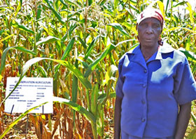 A farmer in western Kenya standing in front of her maize crop.
