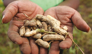Hands holding seeds