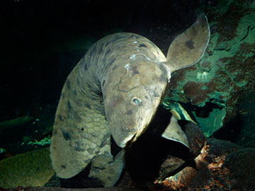 Grandad the lungfish appearing to pose for the camera at the Shedd Aquarium