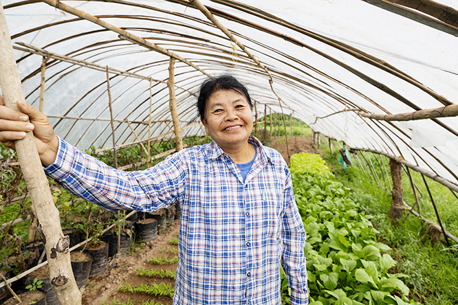Greenhouses with growing vegetables in the Savannakhet region