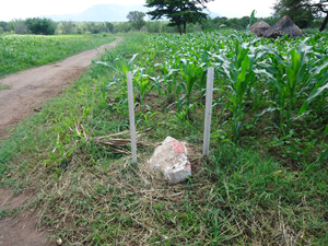Former minefield now used for cultivation.