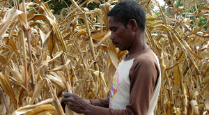 Farmer checking his crop