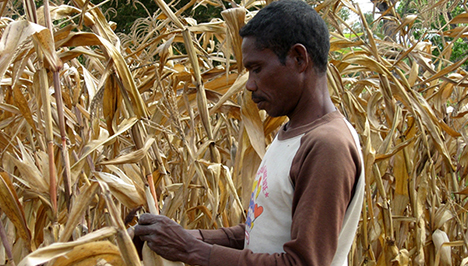 A man inspecting a maize crop