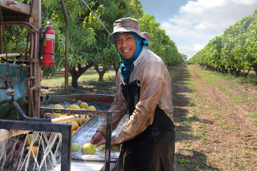 Image or worker sorting fruit on the back of a cart/tractor on a farm. 