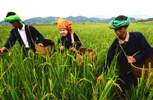 Burmese woman tending the rice fields with two Burmese men