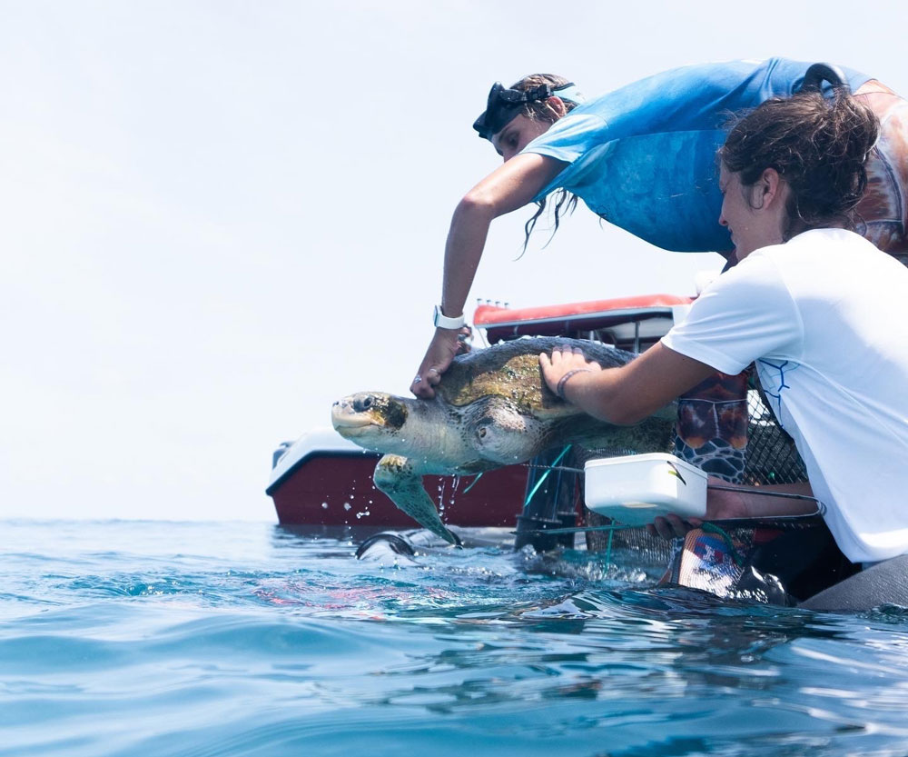 Photo of woman releasing amputee sea turtle back into the ocean. 