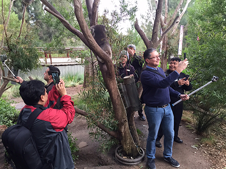 Koala Diplomacy, but first, let me take a selfie! 