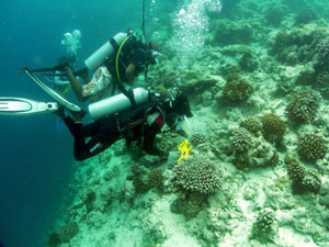 Divers testing marine survey protocols on Baa Atoll