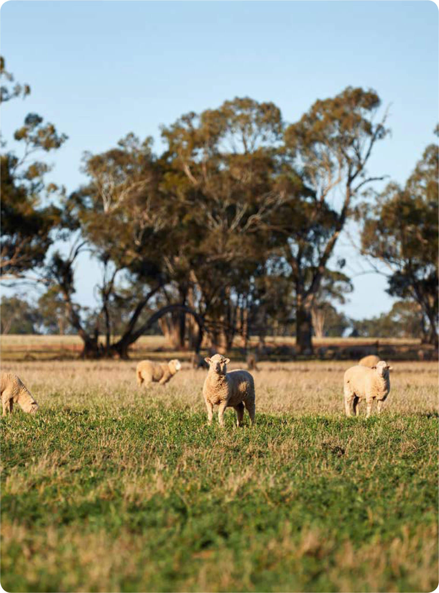 Sheep at a Fletcher International Exports farm