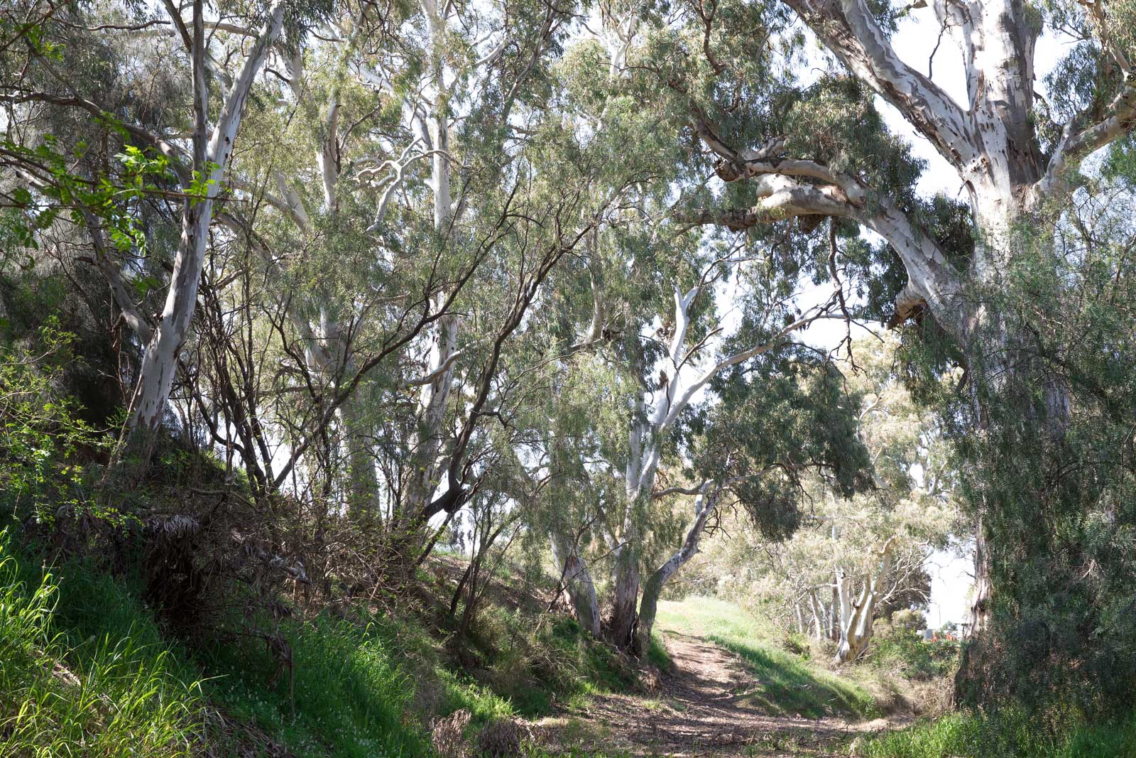 River gum canopy viewed from below