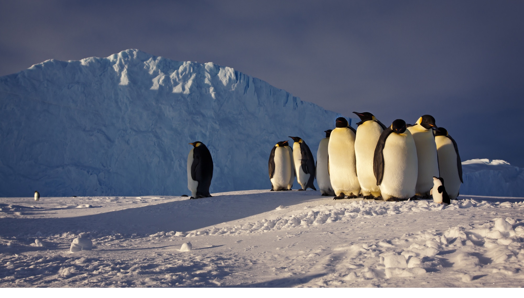 A group of emperor penguins in front of a large shelf of ice