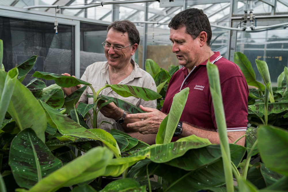 Stewart Lindsay and colleague standing in a greenhouse inspecting banana plants