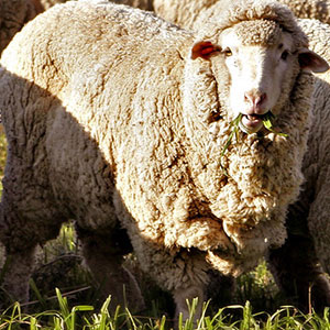 Sheep eating grass