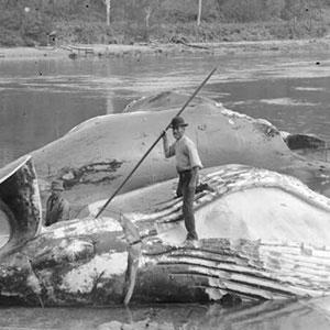 Black and white photo of man standing on whale carcas with harpoon