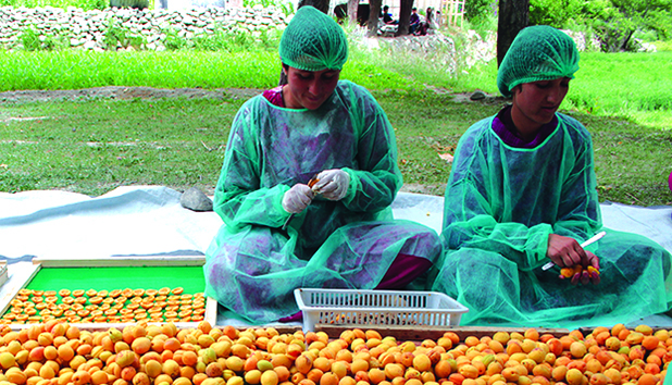 Women sorting and drying apricots in Pakistan. [DFAT]