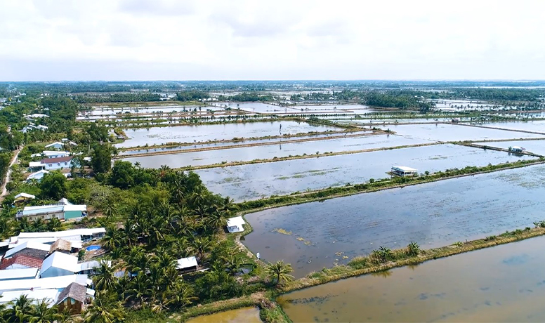 shrimp farm