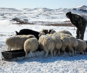 A herder feeds his livestock in Mongolia’s southern Gobi region.