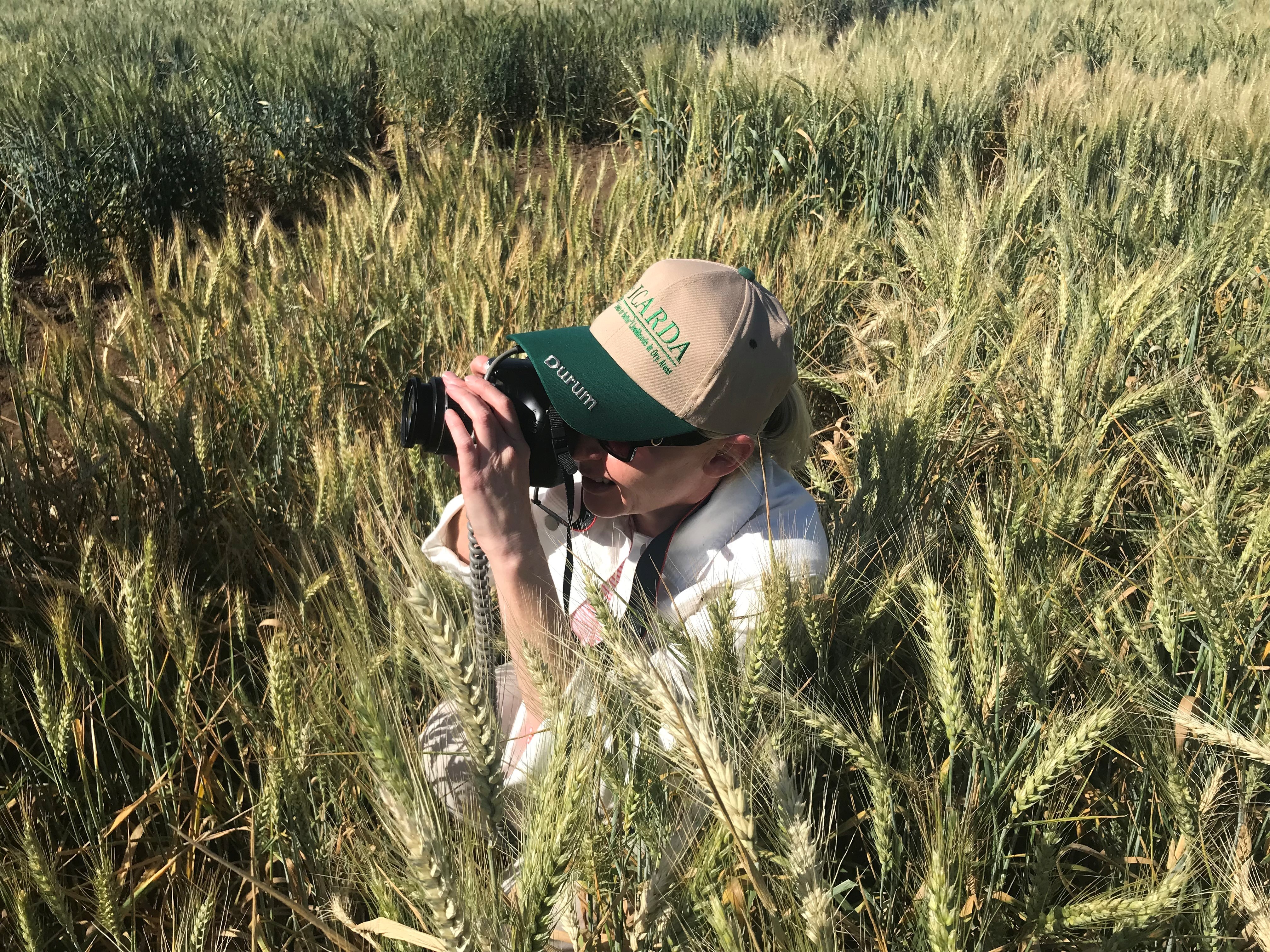 Journalist in a sea of wheat at ICARDA, Rabat