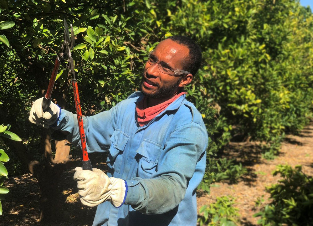 Photo of worker trimming fruit trees.