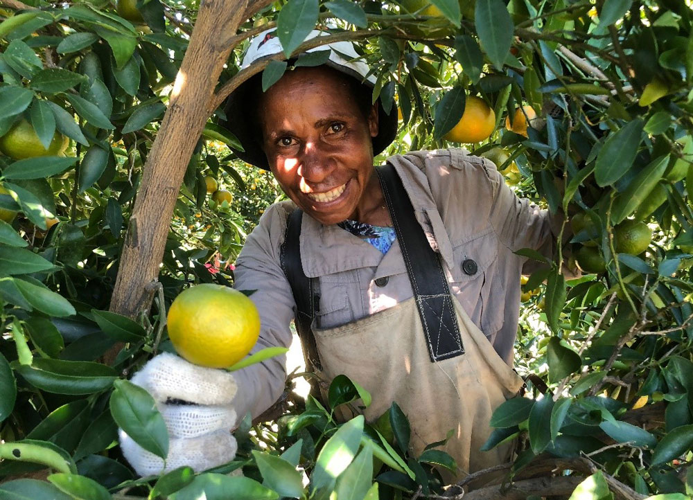 Photo of worker picking fruit.