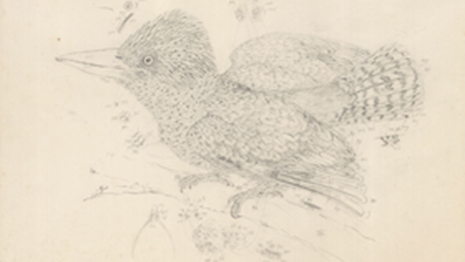 'Blue-winged Kookaburra Dacelo leachii', a pencil drawing by Ferdinand Bauer dated 1802 held at the Natural History Museum Vienna. Copyright: NHM/Kracher 