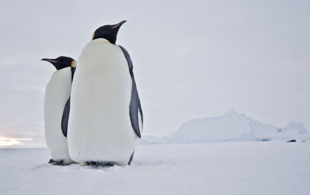 Emperor penguin