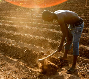 Man creating rows of soil with hoe in large field